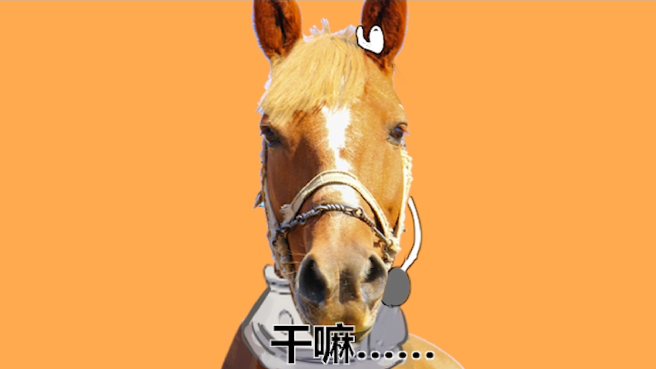 2026萨卡班马鱼